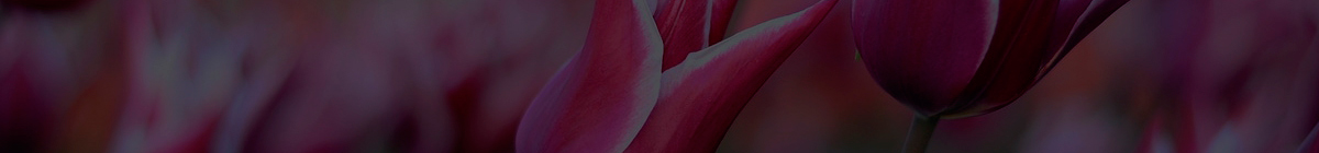 forum header image